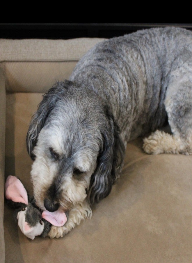 سبوت لعبة أرنب SPOT Skinneeez Tons-O-Squeakers للكلاب - مع 19 صفارة لمزيد من المرح! خالية من الحشو، مثالية للكلاب التي تمضغ بشكل معتدل، لعبة شد مناسبة للجراء والكلاب متوسطة وكبيرة الحجم - 20 بوصة، أشكال متنوعة - Image 2